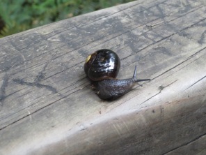the elusive snail